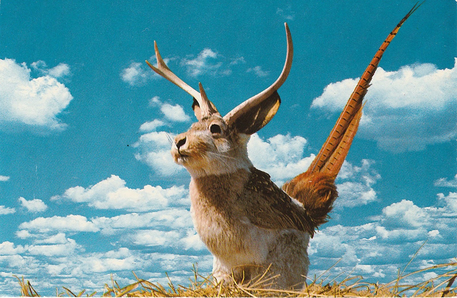 Jackalope напал